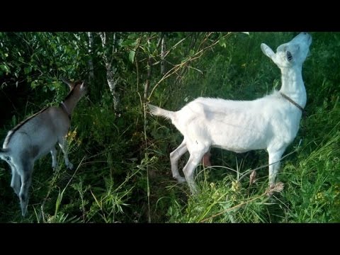 Как мы содержим коз & Очень простое содержание коз