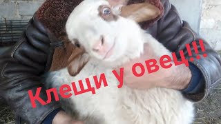 Весенняя обработка клещей//как бороться с клещами//Spring treatment of ticks/how to deal with ticks/