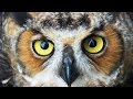 OWL Wisdom with Nigel Marven