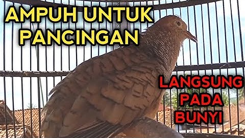PANCINGAN PERKUTUT BANGKOK AGAR BUNYI - BIKIN PERKUTUT BANGKOK CEPAT GACOR BOS.