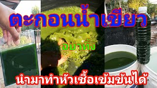 เอาตะกอนน้ำเขียว มาทำหัวเชื้อเข้มข้นได้ง่ายๆด้วยวิธีนี้