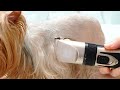 Best Dog Hair Trimmers Review 2020 —— Does it work？