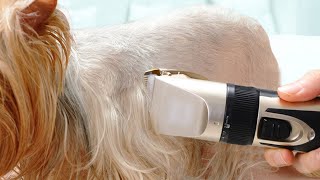 Best Dog Hair Trimmers Review 2020 —— Does it work？ - YouTube