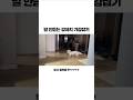 말 안듣는 강아지 기강 잡기 #강아지 #강아지훈련