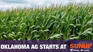 Identifying Nutrient Deficiencies in Corn (6/26/21)
