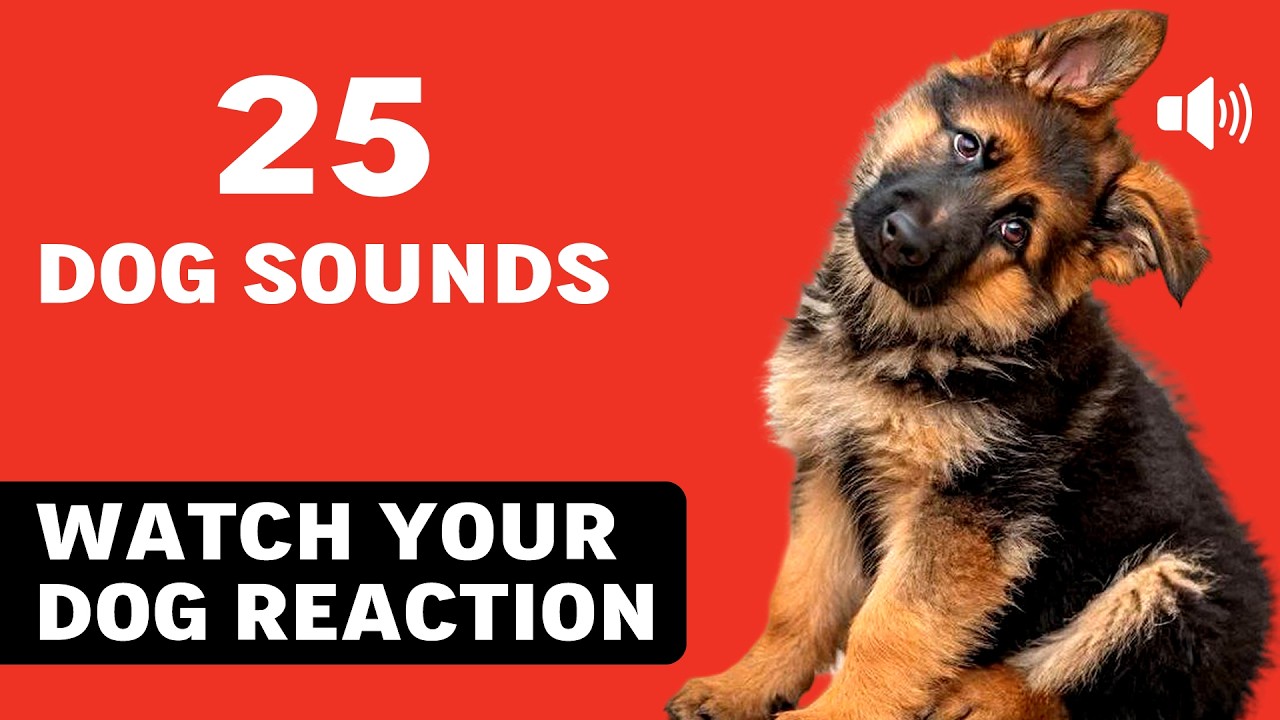25 DOG SOUNDS To See Your Dog Reaction (TRY THIS! 🐶) - YouTube