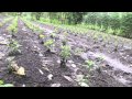 PROSPERA. Producción de stevia en huertos familiares.
