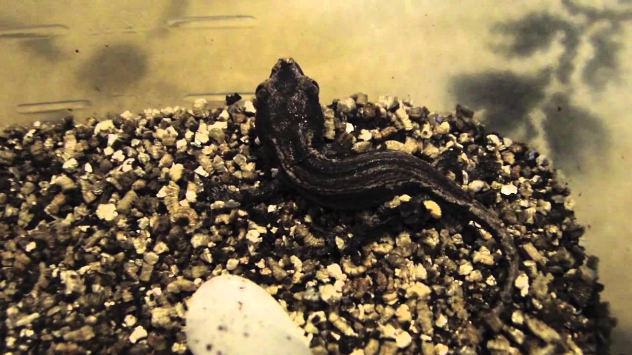 geckos for sale New gargoyle geckos hatchlings