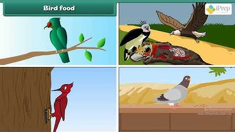 Class 3 EVS Chapter - 8 "Flying High" english Environmental studies cbse ncert Looking Around