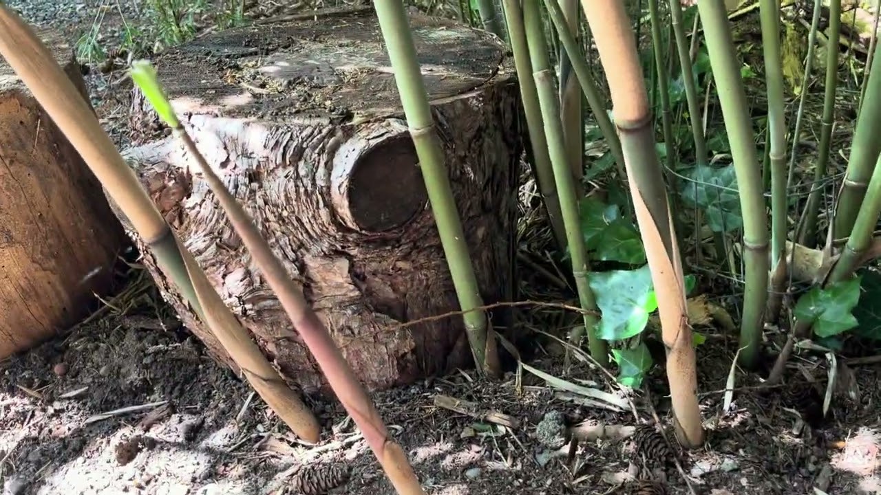 Borinda macclureana clumping bamboo Eastside Seattle