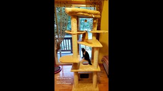 Assembling a Frisco 65-inch XXL Cat Tree for Maine Coons by Maine Coon Adventures 718 views 2 years ago 3 minutes, 19 seconds