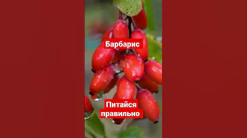 Чем полезны ягоды барбариса для организма человека?  #здоровоепитание #питайсяправильно