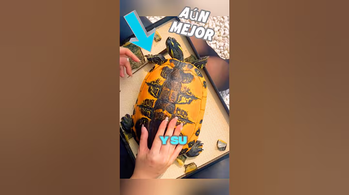 Esta Chica Ayudó a Su Tortuga 🐢✨ #shorts