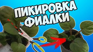 КАК ПИКИРОВАТЬ ФИАЛКИ? Отделяем и рассаживаем деток фиалки.