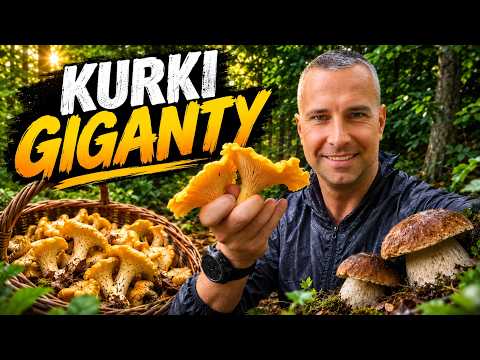 GIANT CHANTERELLES, but WHERE are the PORCINI? 🍄‍🟫🍄‍🟫🍄‍🟫