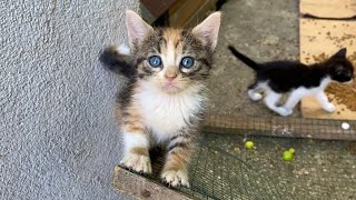 Cute Beautiful Kittens living on the street. Mother Cat has 11 kittens.