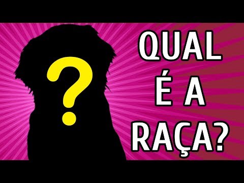 Vídeo: Calendário de gravidez para cães