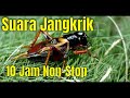 Suara Jangkrik 10 Jam Non Stop No Copyright