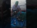 Grabeng mga isda to sariwang sariwa kaya pala napakaamazing ng dagat #fishing #youtube #yt #shorts