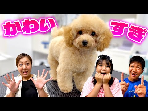 極小トイプードルの初トリミングが可愛いを超えて天使でした💖めいちゃんもママもメロメロな1日に密着!