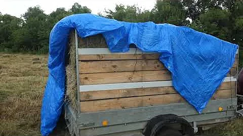 Продал Четырех  быков. Прибыль, затраты, выводы.