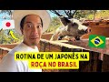 Rotina de uma japonês na roça no Brasil