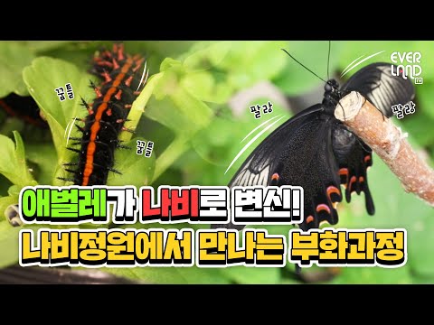 😉 | #<strong>입춘</strong> 맞이 에버랜드 #나비정원