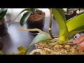 Бактериальная гниль на орхидее Клеопатра