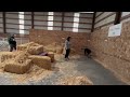 Barn Hunt Novice Q Irish Wolfhound Puppy Navi Barn Hunt Novice Q Irish Wolfhound Puppy Navi
