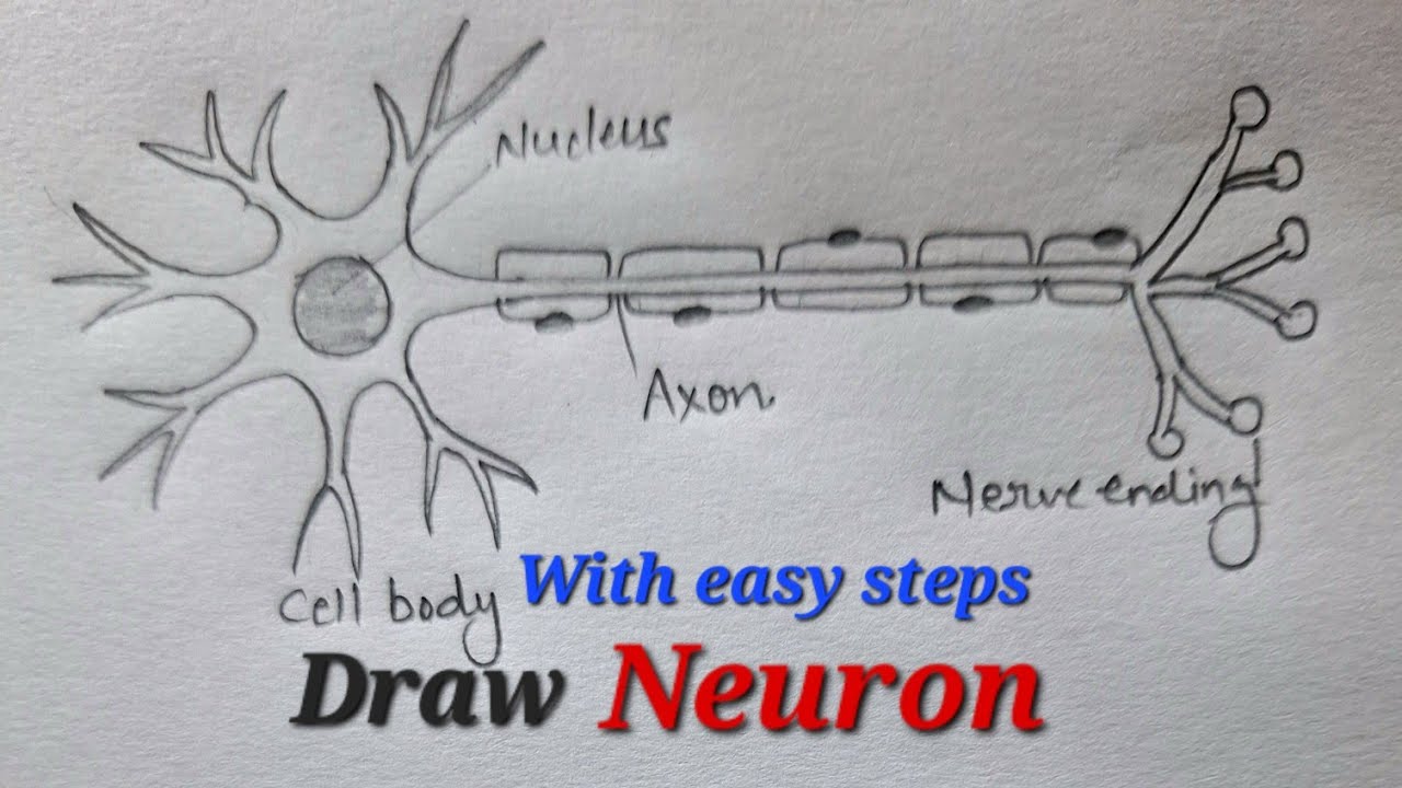 Draw neuron easy for class 9,Draw nerve cell easy , How to draw neuron ...