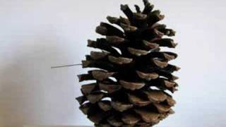 closing pine cone time-lapse