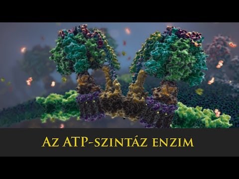 Videó: Mi az enzim aktív helye?