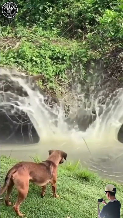 HEWAN KAPI BARA PADA PANIK CEBURKAN DIRI ADA APA GERANGAN?#animals#shortvideo