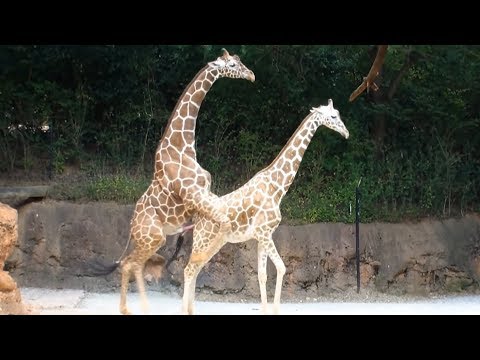 Fortpflanzung Menschen Fortpflanzung Menschen