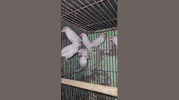 New java finch in my loft.🐦#bird #ocell #vogel #animals #birds #kalapati #baby #java #finch #Sparrow