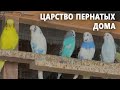 600 попугаев в доме: жизнь среди птиц‌