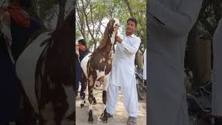 #sherre #print #goat #Masha #Allah #very #beautiful