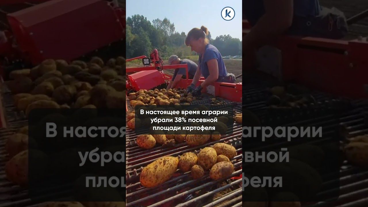 В Калининградской области снижается урожай картофеля и овощей из-за плохой погоды