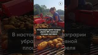В Калининградской области снижается урожай картофеля и овощей из-за плохой погоды