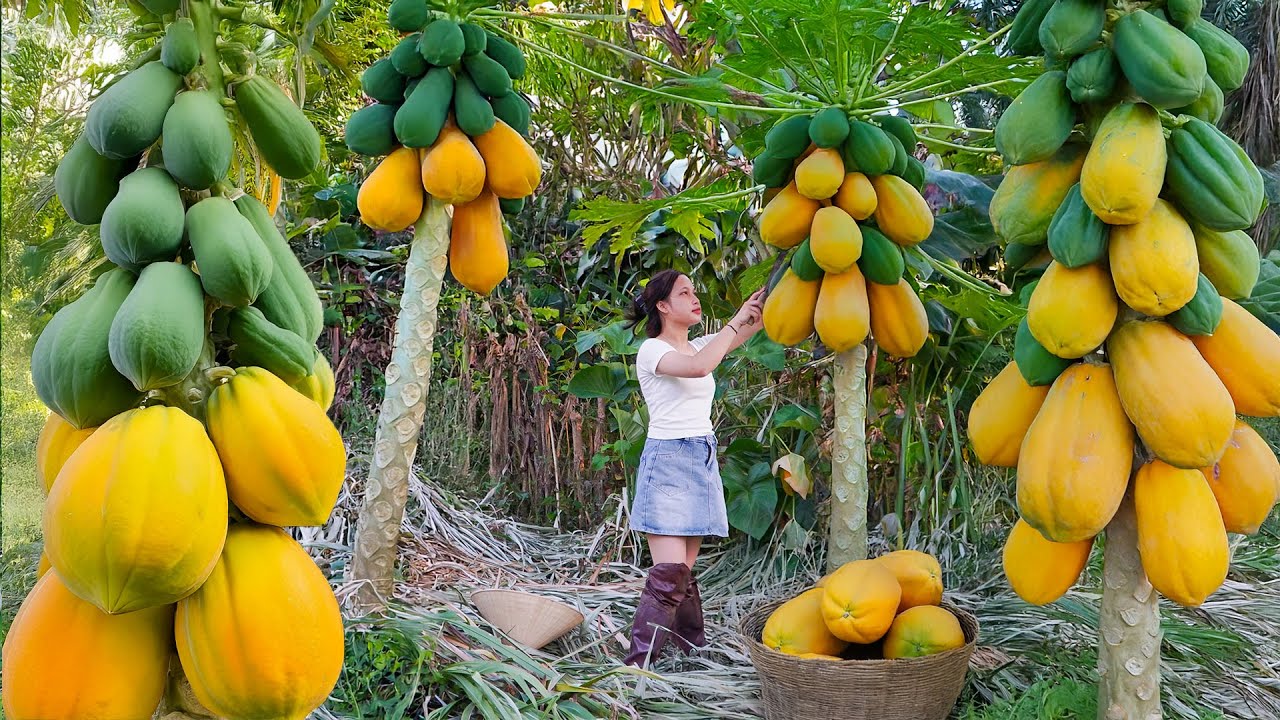 Harvesing Papaya To Sell At The Market, Cooking With Papaya, Livestock Farming