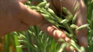 Louisiana Farm Bureau: Growing Oats