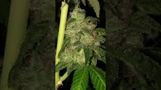 ECSD X GG4RIL - 75 days pt 2