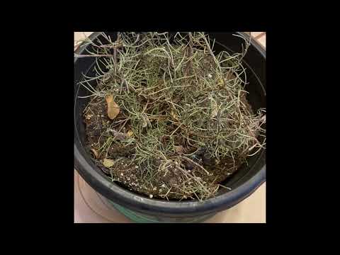 ვიდეო: Rosemary Turning Brown - Is My Rosemary Diing