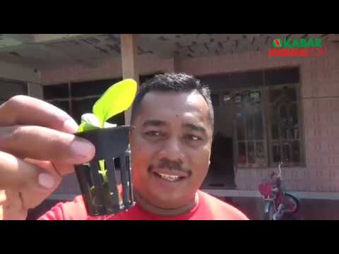 iHidroponik Jombangi ala Pak Budi Sawi YouTube iHidroponik Jombangi ala Pak Budi Sawi YouTube