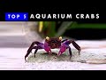 TOP 5 Aquarium Crabs | Knowing & Caring