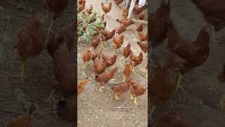 Galinhas Embrapa 051