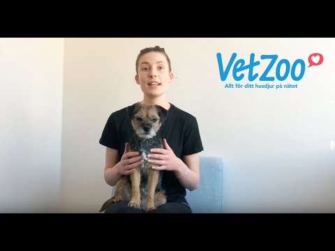 Video: Hur Man Klipper Hundens Naglar Hemma