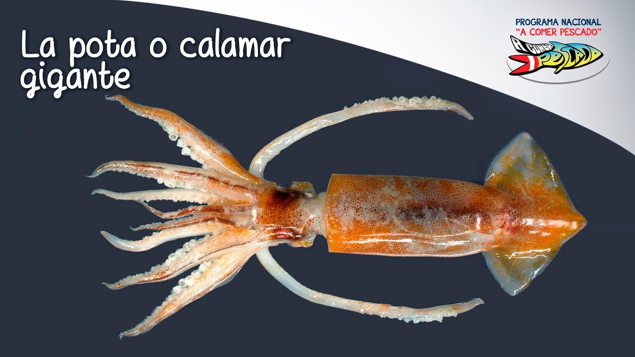 Conociendo A La Pota O Calamar Gigante Youtube