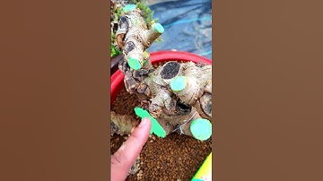 Keo liền sẹo Cây cảnh 99k (Gọi 0987658370) #bonsaishop