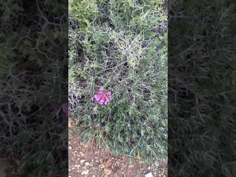 نبات السحلب البري في فلسطين جبال بيت فجار